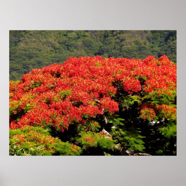 Poster Poinciana (Devant)
