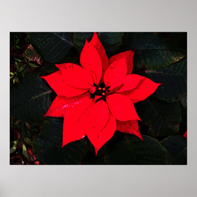 Poster Poinsettia 6078 (Devant)
