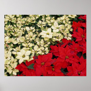 Poster Poinsettias blanches et rouges I Holiday Floral