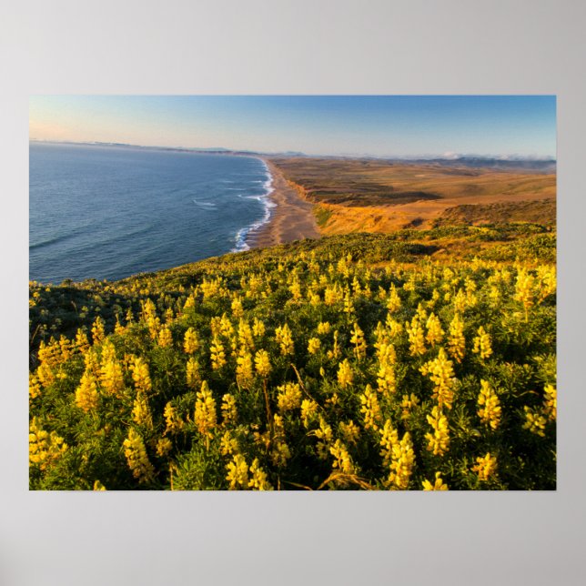 Poster Point Reyes National Seashore California (Devant)