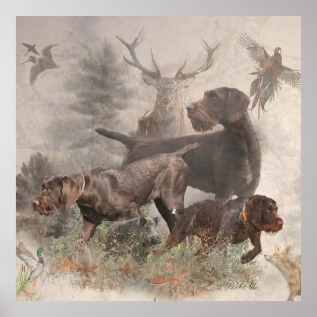 Poster Pointeur À poils durs allemand (Devant)