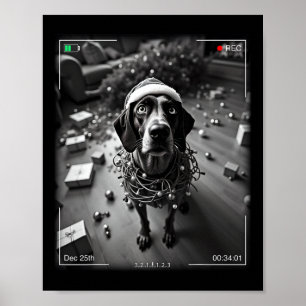 Poster Pointeur Allemand De Noël Pris Sur Cam