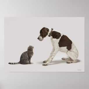 Poster Pointeur regardant en bas du chat