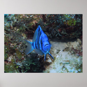 Poster Pointeur sur la voie
