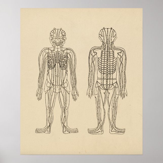 Poster Points d'acupuncture vintage (Devant)