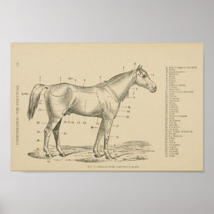 Poster Points de conformation du cheval