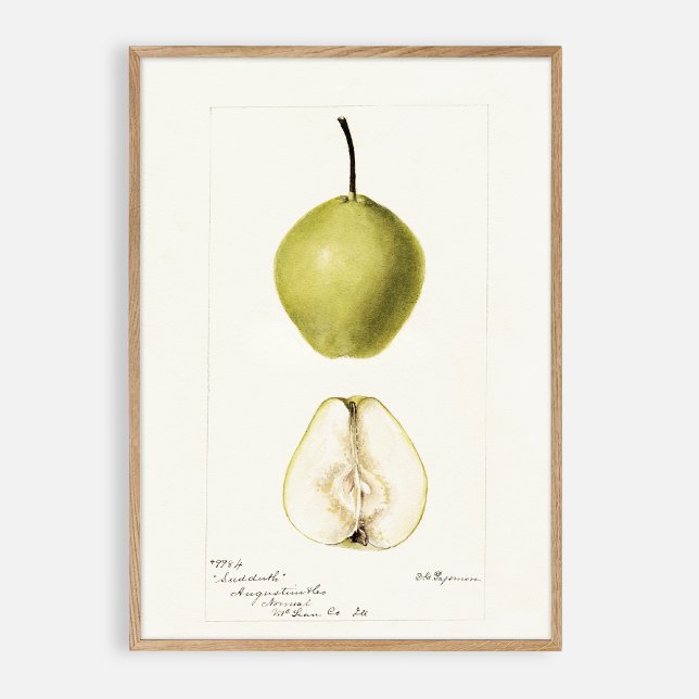 Poster Poire d'aquarelle pomologique, fruit vintage (Créateur téléchargé)