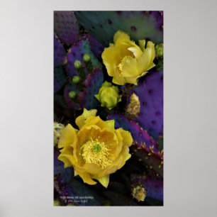 Poster Poire pourpre opuntie cactus fleurs jaunes