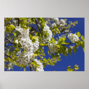 Poster Poirier fleurissant