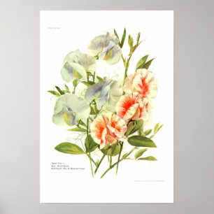 Poster Pois doux