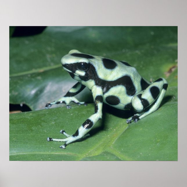 Poster Poison Dart Frog, (Dendrobates auratus) Cahuita (Devant)