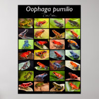 Poison dart frog species from the genus Ranitomeya
