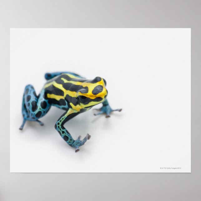 Poster Poison noir, jaune et bleu grenouille à tarte (Devant)