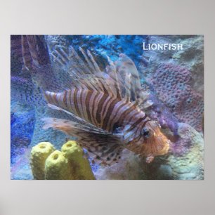 Poster Poisson