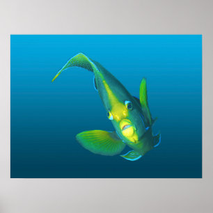 Poster Poisson-ange - Élégance sur dégradé bleu arrière -