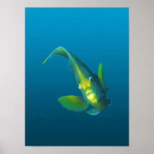 Poster Poisson ange - Élégance sur fond bleu dégradé
