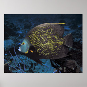 Poster Poisson-ange français