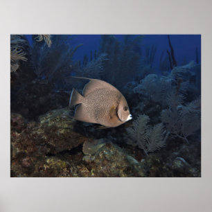 Poster Poisson-ange gris le jour couvert