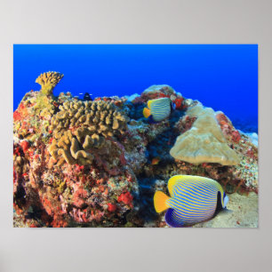Poster Poisson-ange royal Pygoplites diacanthus),