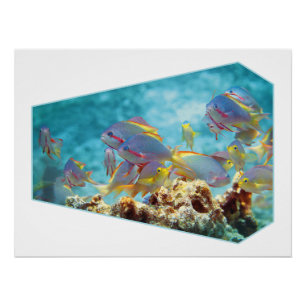 Poster Poisson Anthias à la barrière de corail - Design p