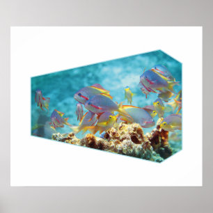 Poster Poisson anthias sur récif corallien - Conception p