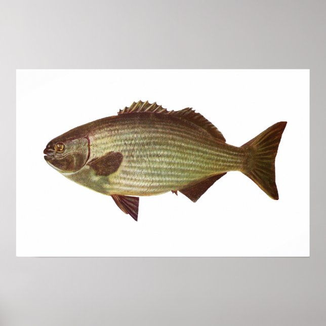 Poster Poisson - Batteur - Kyphosus sydneyanus (Devant)