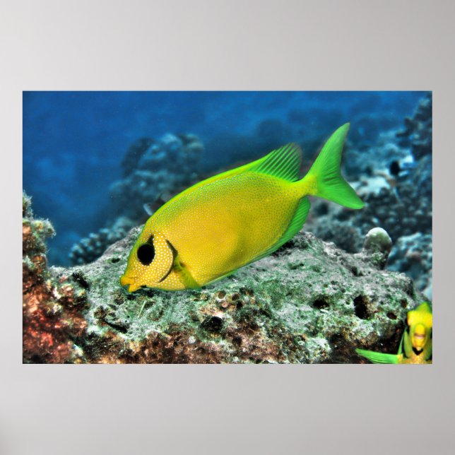 Poster Poisson-bécasse jaune (Devant)