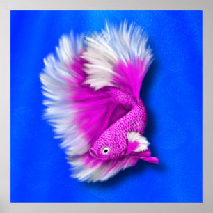 Poster Poisson blanc et rose chaud