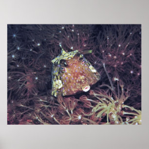 Poster Poisson-boîte dans le corail