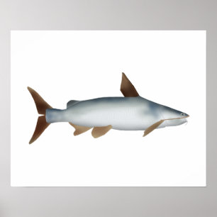 Poster Poisson-chat soldat