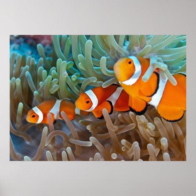 Poster Poisson clown (Devant)