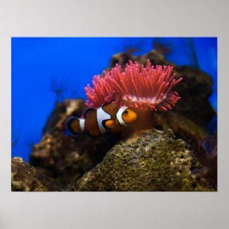 Poster poisson clown