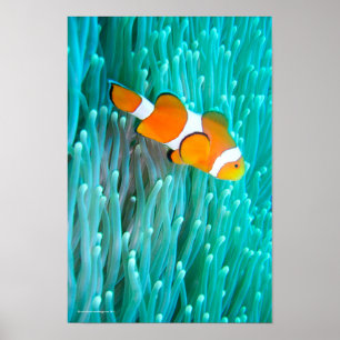 Poster Poisson clown