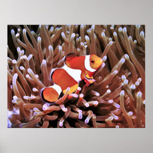 Poster Poisson clown aux Philippines