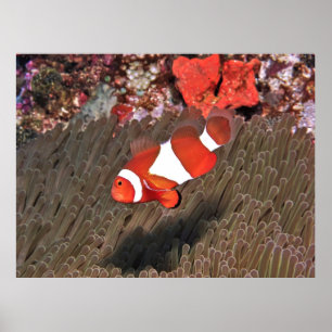 Poster Poisson clown de Raja Ampat