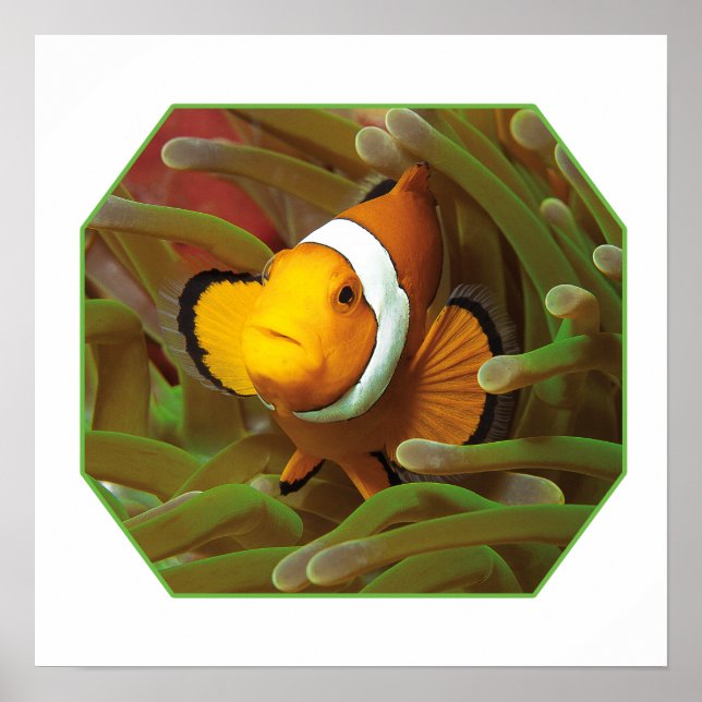 Poster Poisson clown en anémone vert. Conception photogra (Devant)