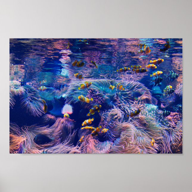Poster Poisson clown et aquarium violet (Devant)