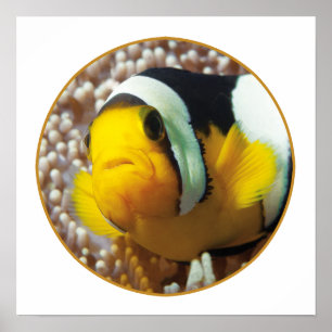 Poster Poisson clown - Gros plan ! Conception photographi