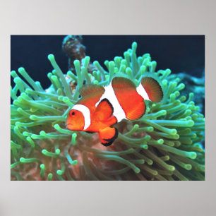 Poster Poisson clown nerveux