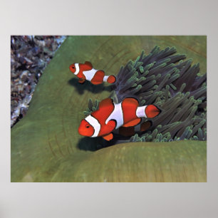 Poster Poisson clown Raja Ampat