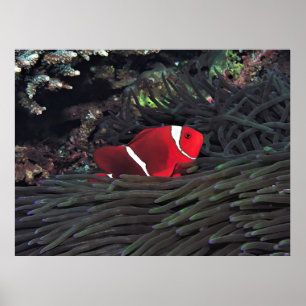 Poster Poisson-clown Spinycheek