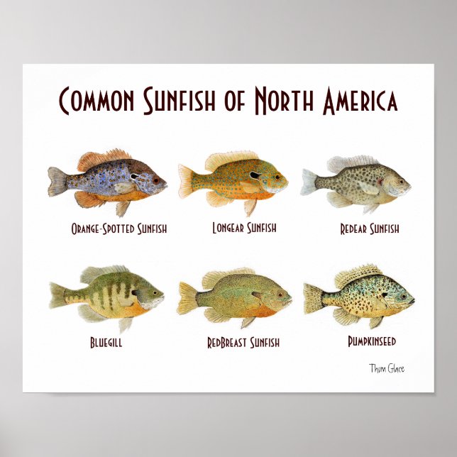 Poster Poisson commun de l'Amérique du Nord. (Devant)