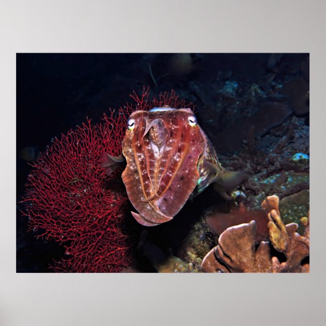 Poster Poisson-cou dans les Gilis (Devant)