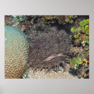 Poster Poisson-crapaud avec crevettes sur le visage