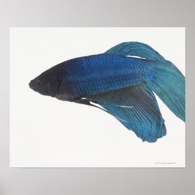 Poster Poisson de combat bleu siamois (Devant)