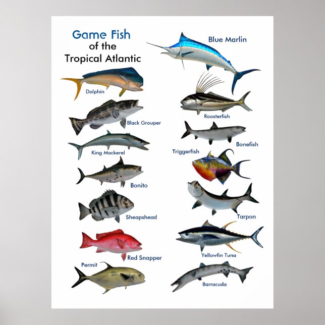 Poster Poisson de jeu de l'affiche de l'Atlantique tropic (Devant)