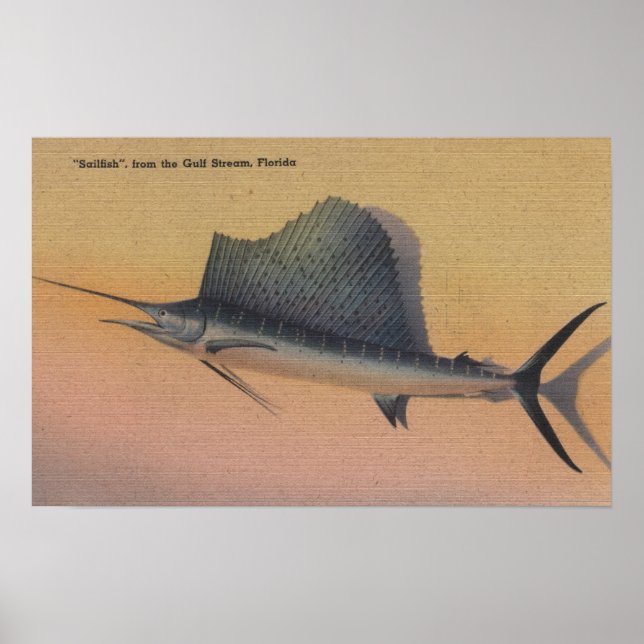 Poster Poisson de mer de Gulf Stream, Floride (Devant)