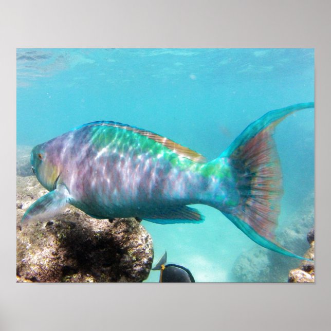 Poster Poisson de perroquet de la baie de Hanauma Hawaii (Devant)