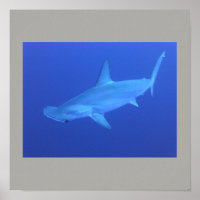 Poisson de requin à marteau nager gris gris gris g