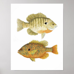 Poster Poisson de soleil et Pumpkinseed de Sunnies-